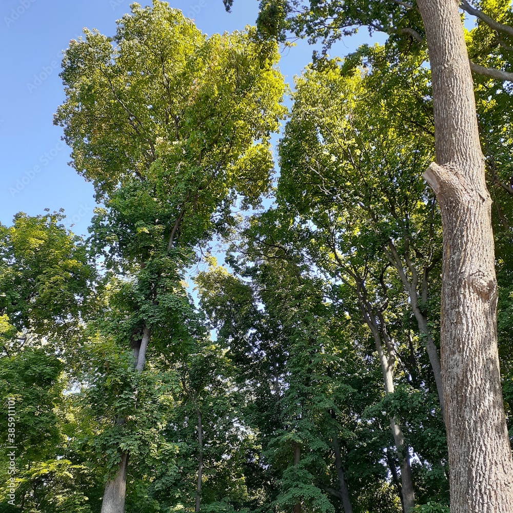 Fototapeta premium green leaves of shrubs and trees against the blue sky