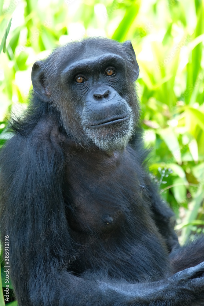 close up adult robust chimpanzee looking at camera with blurry background close up adult robust chimpanzee looking at camera with blurry background