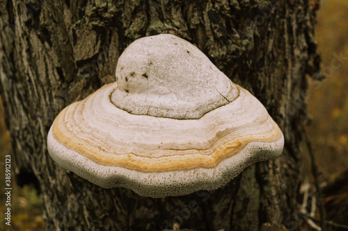 Closeup of fomes fomentarius mushrooms on the bark of an old tree