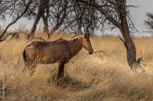 Red hart Beast (Alcelaphus buselaphus caama) under a tree in the savannah, Etosha national park, Namibia photo