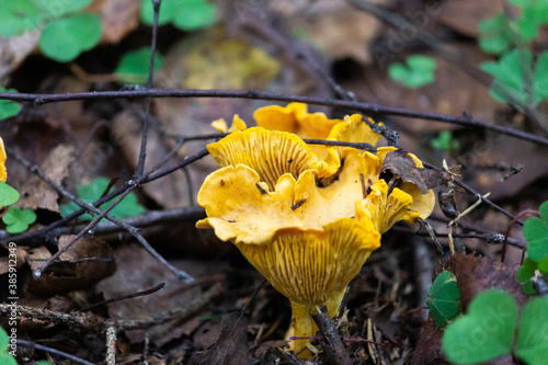 Common chanterelle, or real chanterelle, or Cockerel is a species of mushrooms of the chanterelle family.