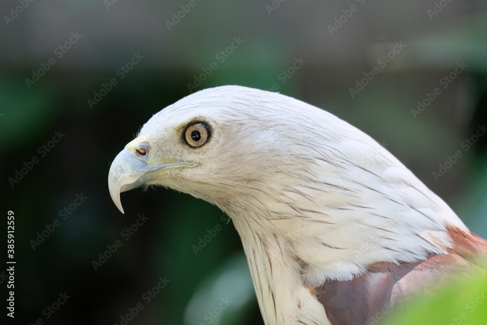 brahminy kite (Haliastur indus), formerly known as the red backed sea eagle or elang bondol brahminy kite (Haliastur indus), formerly known as the red backed sea eagle or elang bondol