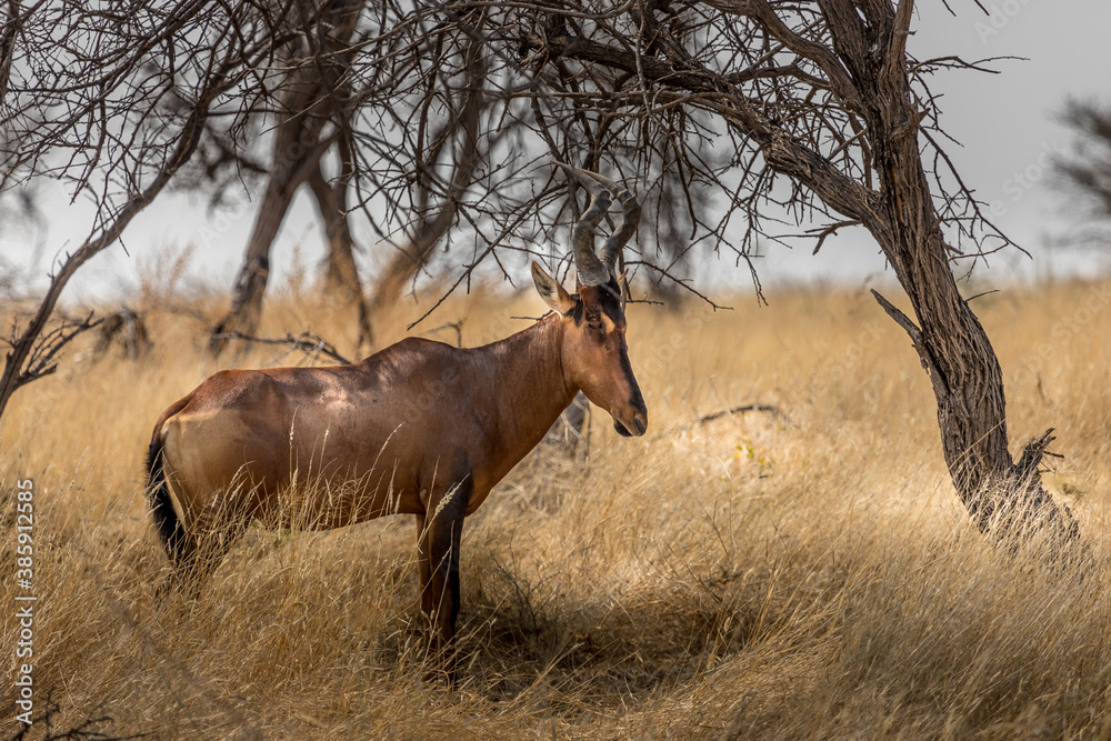 Red hart Beast (Alcelaphus buselaphus caama) under a tree in the savannah, Etosha national park, Namibia Red hart Beast (Alcelaphus buselaphus caama) under a tree in the savannah, Etosha national park, Namibia