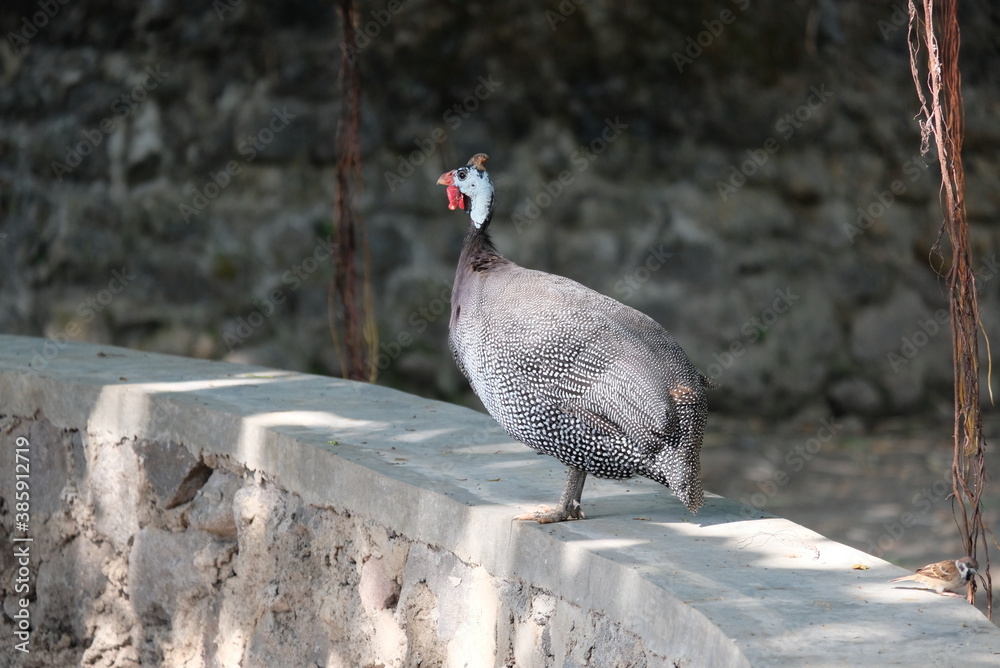 Fototapeta premium Guineafowl or pet speckled hens, also known as original fowl. Are birds of the family Numididae