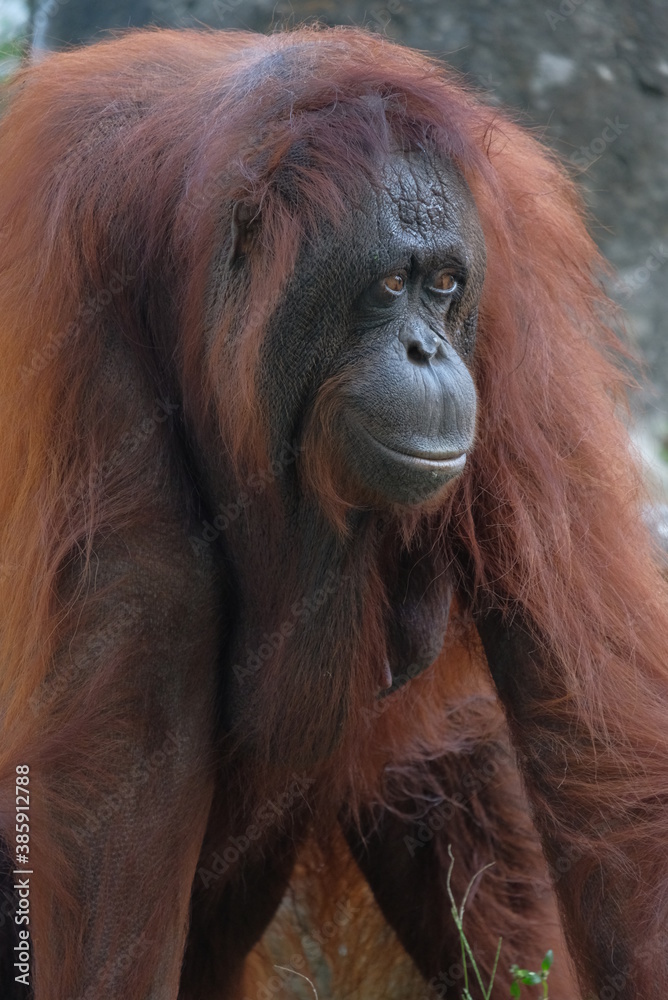 close details orang utan borneo walking on the ground close details orang utan borneo walking on the ground