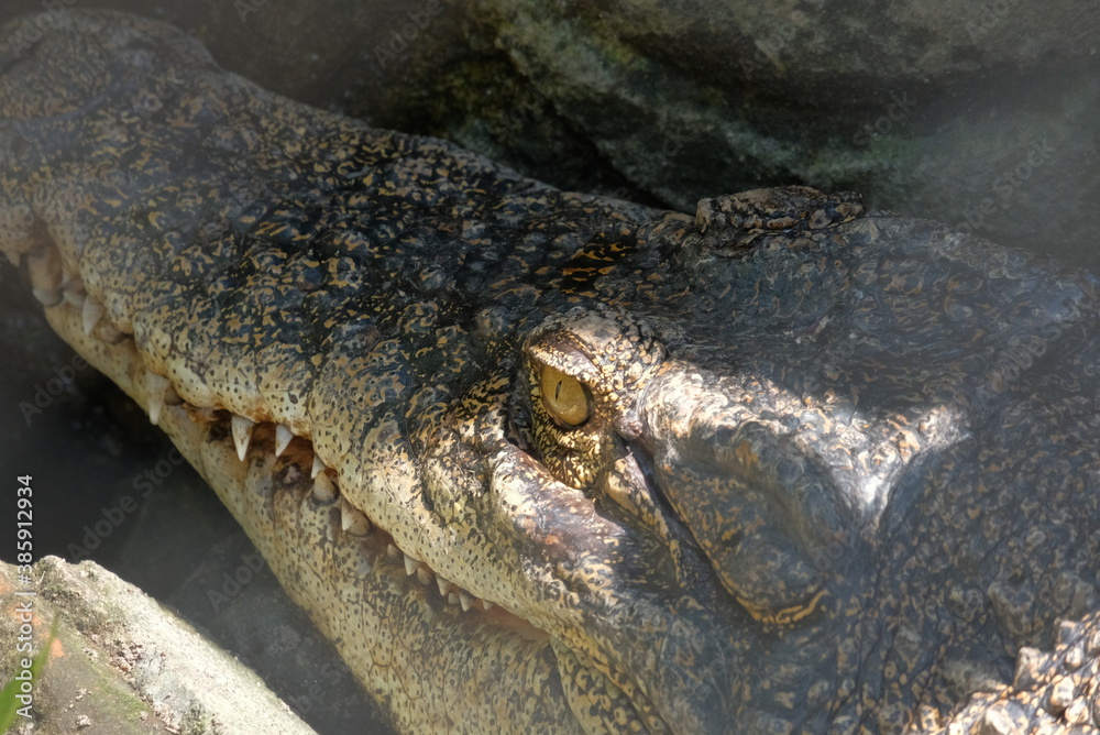 Obraz premium close up details of crocodile head and eyes