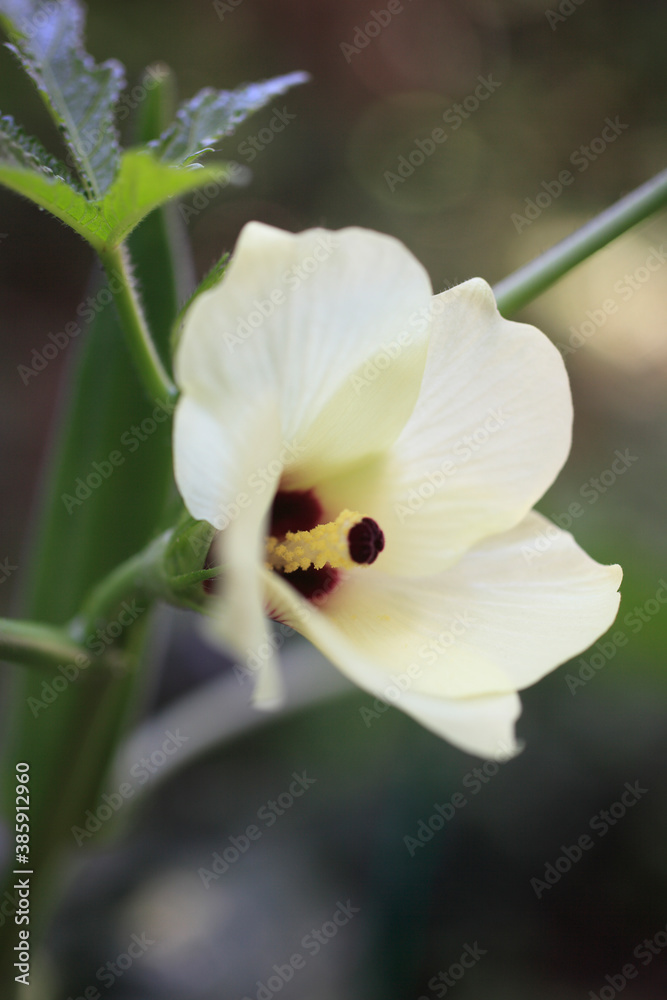 Fototapeta premium オクラの花