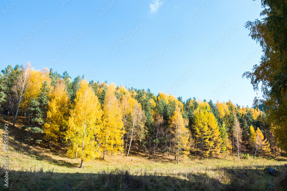 Autumn landscape. Beautiful birch trees. Walk in the birch forest. Natural background. Place to insert text. Autumn landscape. Beautiful birch trees. Walk in the birch forest. Natural background. Place to insert text.