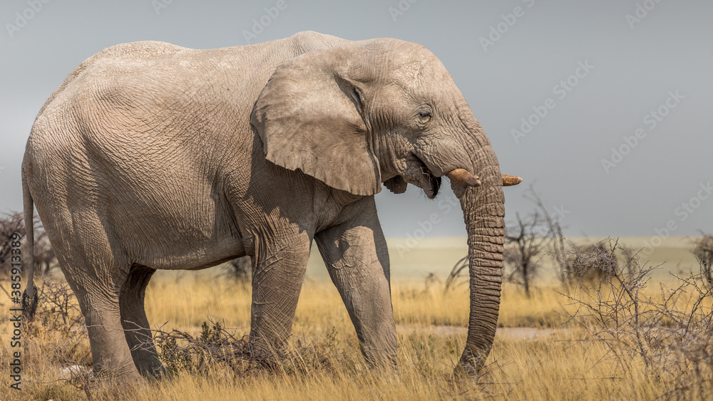 Close-up on an elephant at the bend of a path in the savannah, Etosha National Park, Namibia