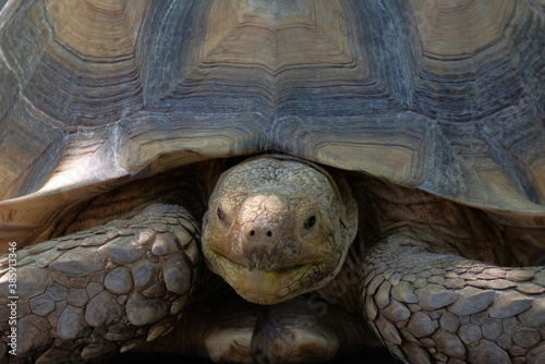 Close up aldabra giant tortoise head