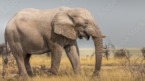 Close-up on an elephant at the bend of a path in the savannah  Etosha National Park  Namibia