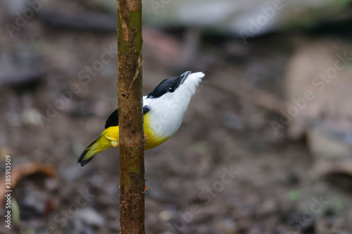 White-collared Manakin (Manacus candei) at Arenal volcano National Park, Costa Rica photo