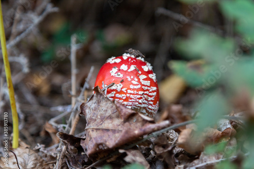 a young fly agaric on the forest floor, hidden behind leaves