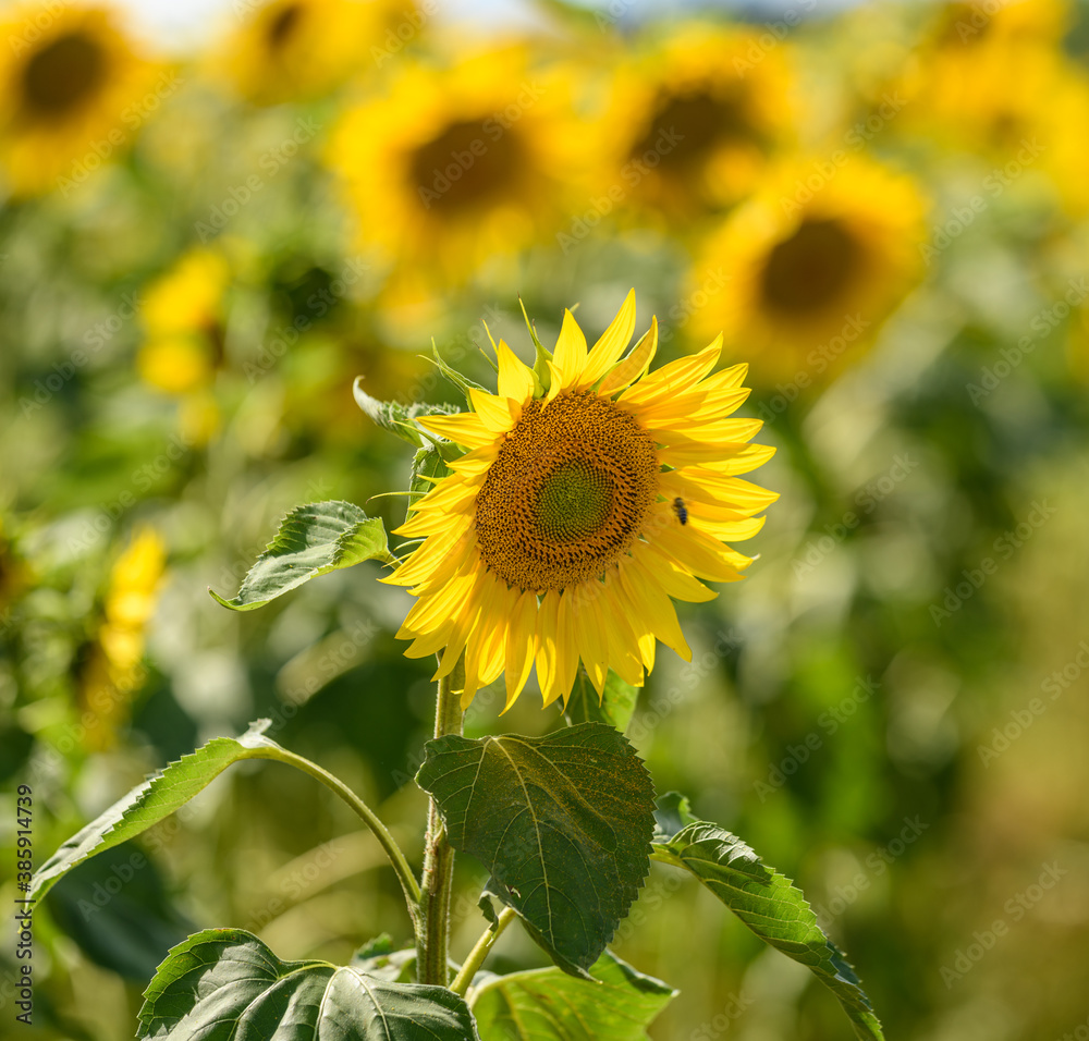 Fototapeta premium sunflower in the field shallow depth of focus