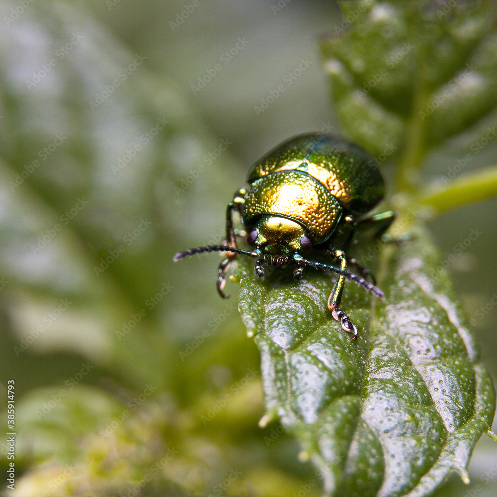 Beetle Chrysolina fastuosa Beetle Chrysolina fastuosa