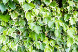 green ivy leaves, background texture