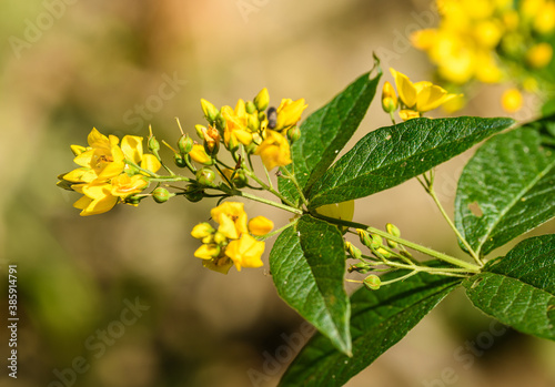 yellow or garden loosestrife (Lysimachia vulgaris) flower and leaves