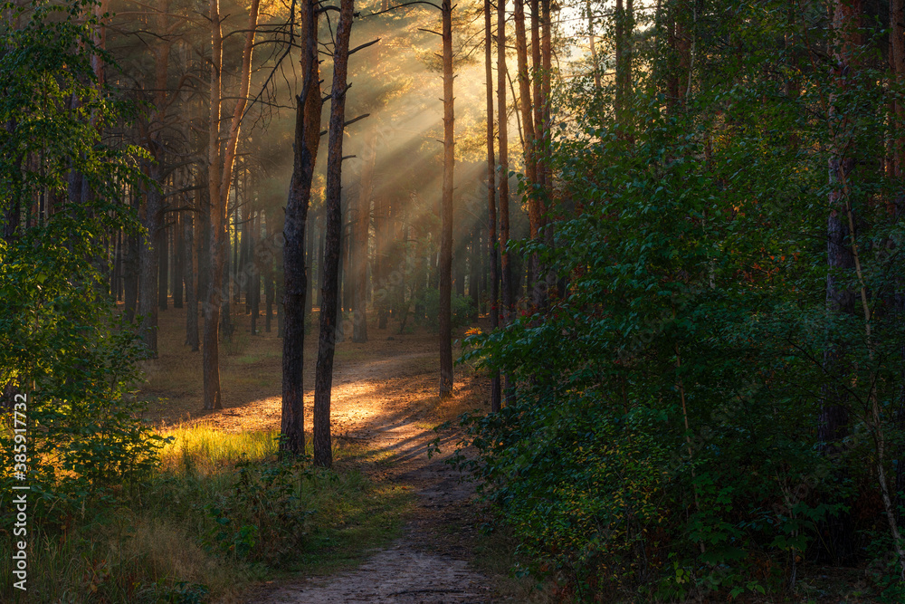 Fototapeta premium Woodland. Sunny morning. The rays of the sun play in the branches of trees. Travel in nature.