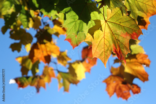 autumn maple leaves