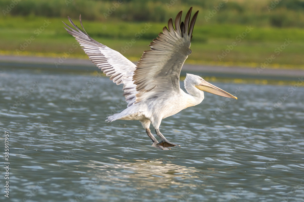 Obraz premium Pelican birds in the lake 