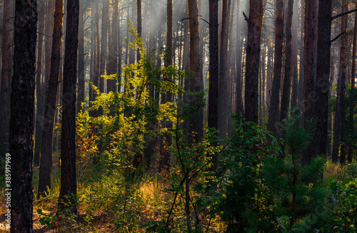 Woodland. Sunny morning. The rays of the sun play in the branches of trees. Travel in nature.