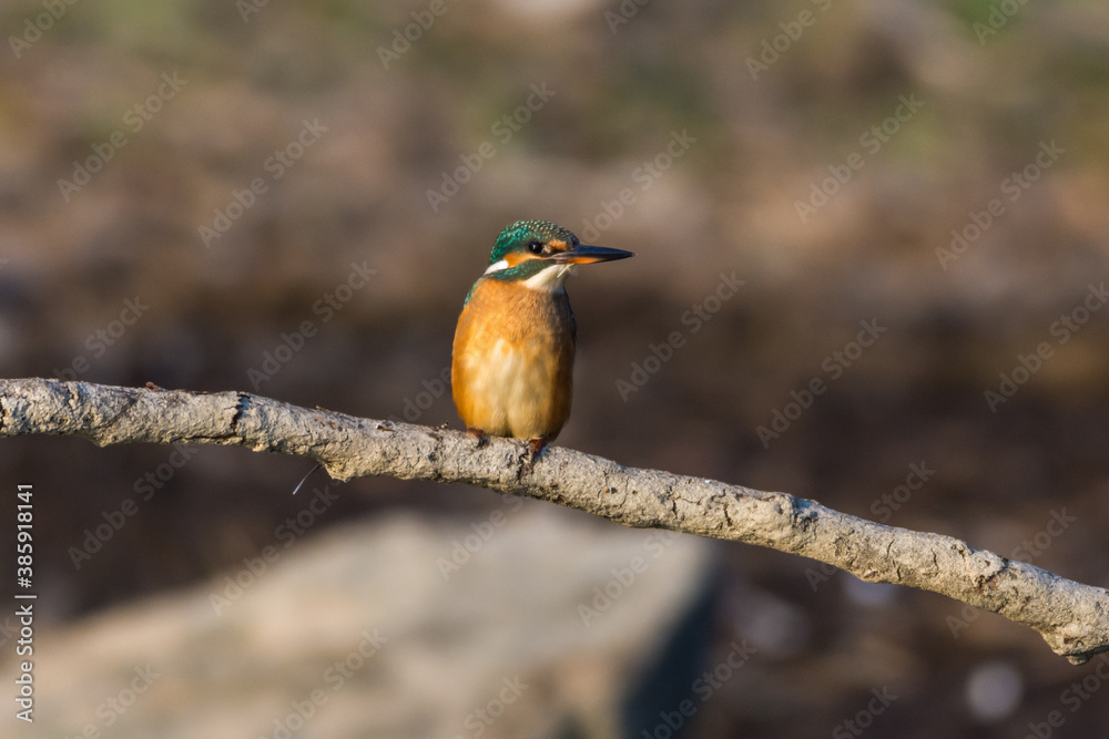Fototapeta premium Kingfisher on first morning sun