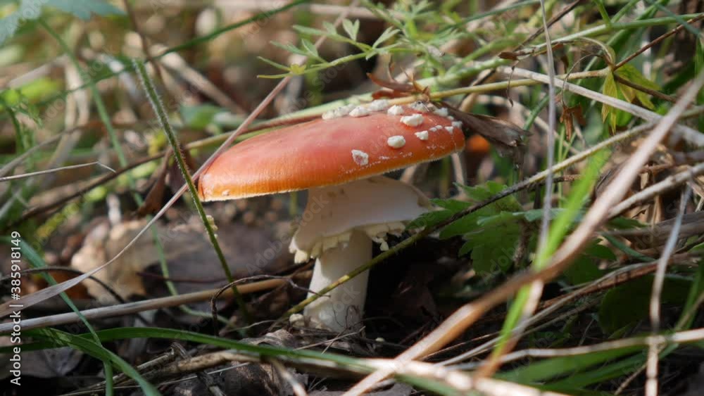 The Fly Agaric or Amanita muscaria in the autumn forest. Poisonous mushrooms. High quality 4k footage The Fly Agaric or Amanita muscaria in the autumn forest. Poisonous mushrooms. High quality 4k footage