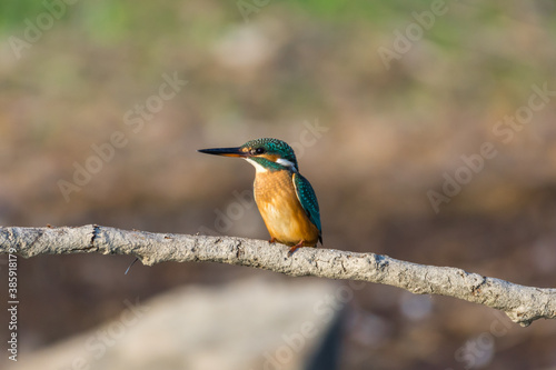 Kingfisher On Kerkini lake © Julija