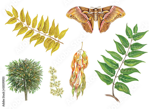 botanical illustration of tree of heaven (Ailanthus altissimus): tree, flower, seeds and leaves (in summer and in autumn). Butterfly silkmoth (Samia cynthia) photo