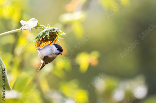 Beautiful birds in colors of the Autumn