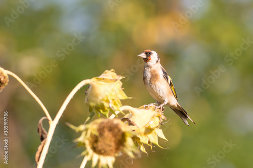 Beautiful birds in colors of the Autumn
