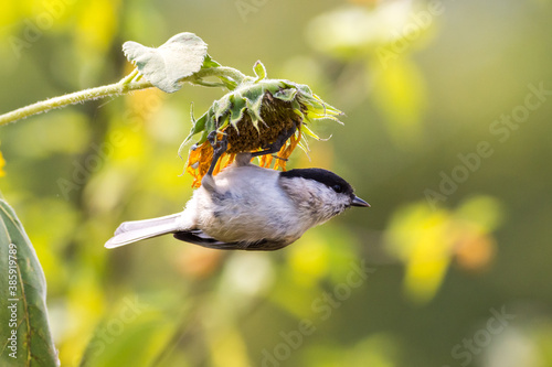 Beautiful birds in colors of the Autumn