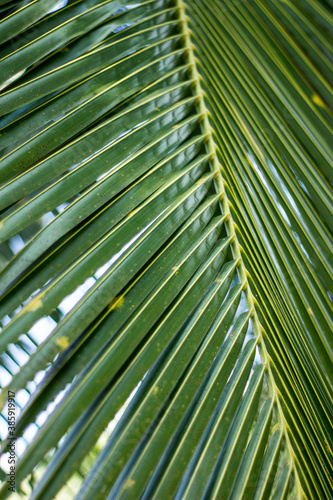 palm tree branch close up