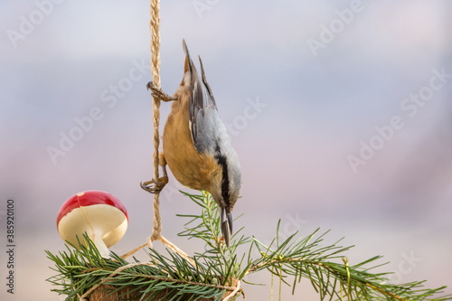 Winter birds on snowy day