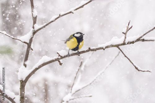 Winter birds on snowy day