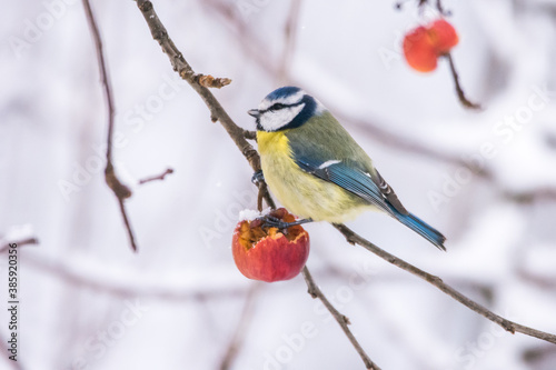 Winter birds on snowy day