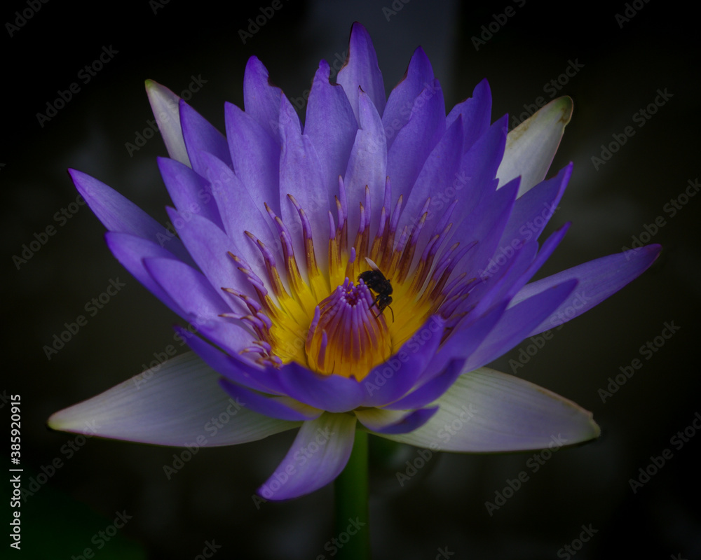 blue tropical water lily flower on natural background blue tropical water lily flower on natural background