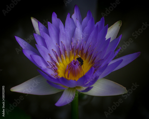 blue tropical water lily flower on natural background