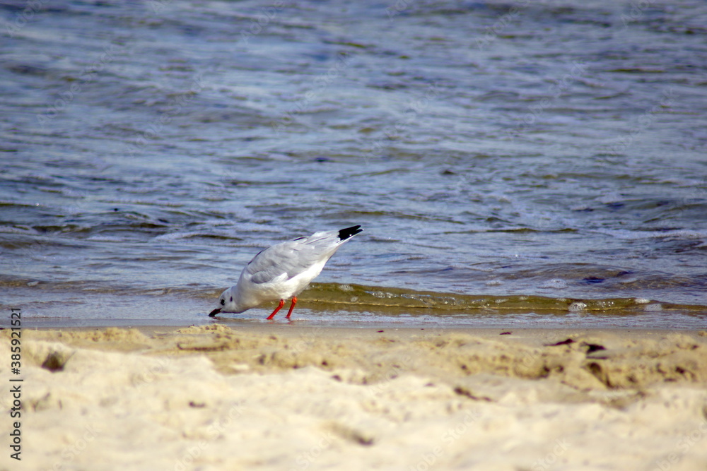 A seagull drinking from the sea. A seagull drinking from the sea.
