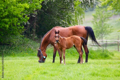 horse and foal © Claude Corda