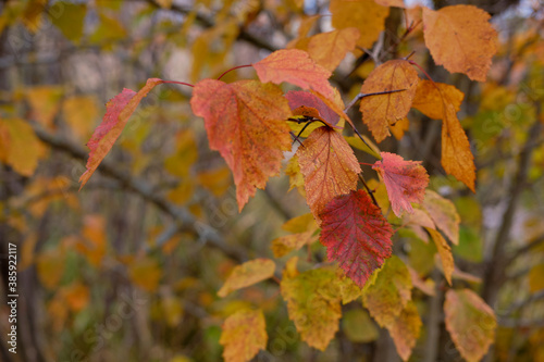autumn leaves on a tree. red and orange leaves on a branch
