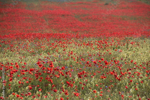 Biosphärengebiet Schwäbische Alb - Mohnblumenwiese