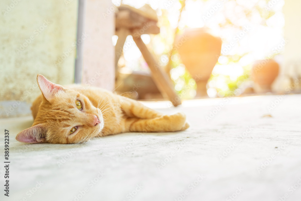 Fototapeta premium Cute orange cat sleeps on the concrete floor. perfect dream.
