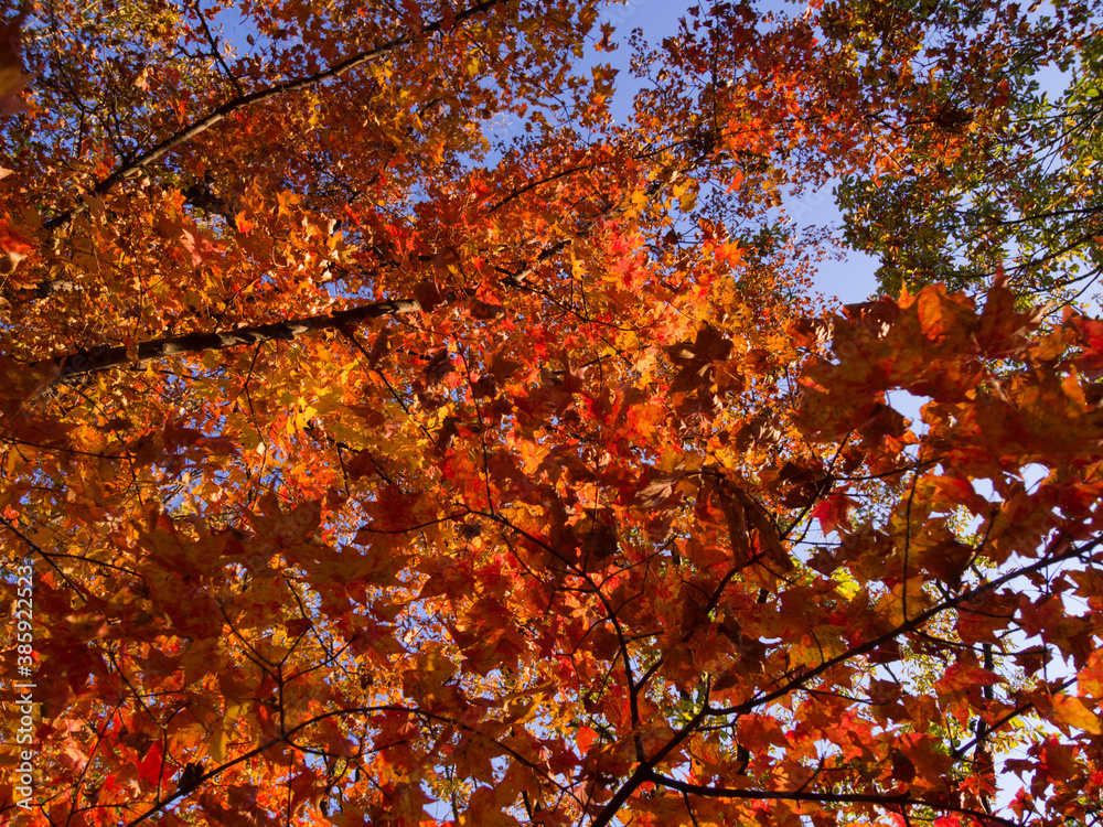 Red and orange maple leaves in autumn. Sunny day in fall forest.