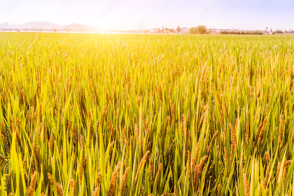 Golden wheat field under clear sky