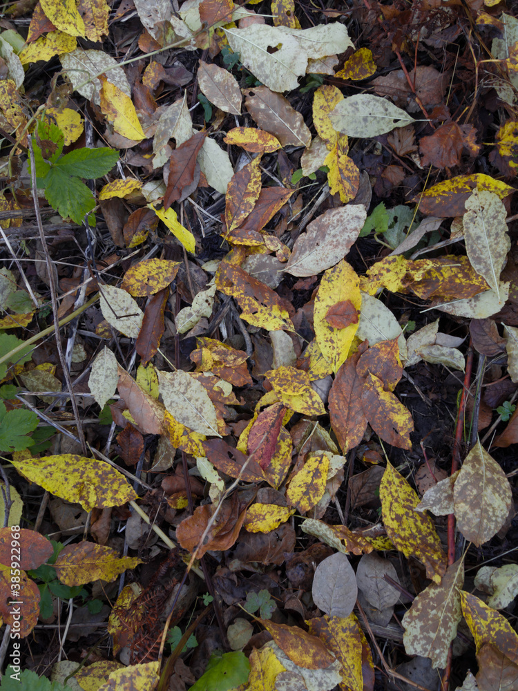 Leaf pattern in autumn forest.