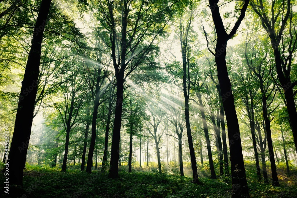 Obraz premium morning in the forest