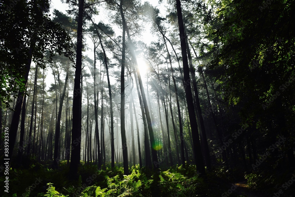 Fototapeta premium rays of light