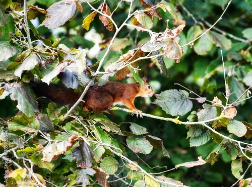 branch with berries