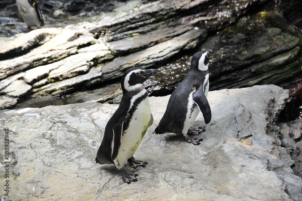 Naklejka premium Manchots de Magellan, Oceanarium de Lisbonne au Portugal